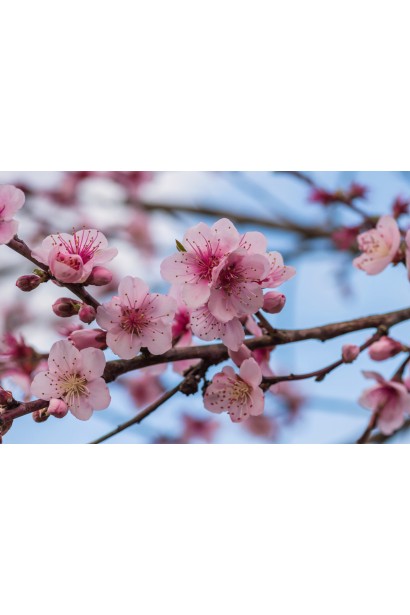 Цветок персика Сатурн: гармоническое сочетание оттенков и ароматов.